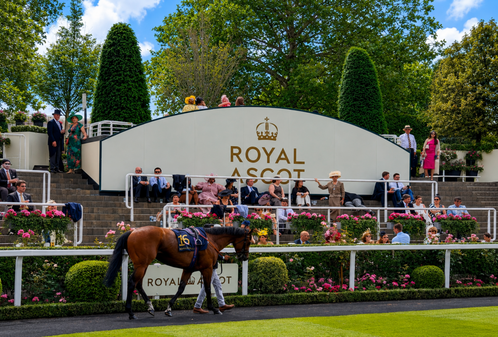 Volare racehorse, Fandom makes Royal Ascot Debut for 2026